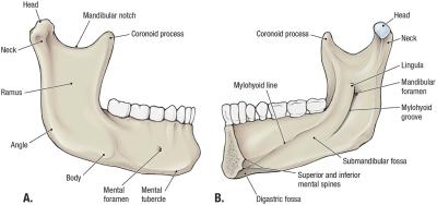 thumbs/External and Internal Mandible.jpeg.jpg